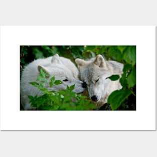 Arctic Wolves Posters and Art